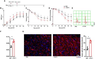 Huntingtin-associated protein 1 ameliorates neurological function rehabilitation by facilitating neurite elongation through TrKA-MAPK pathway in mice spinal cord injury
